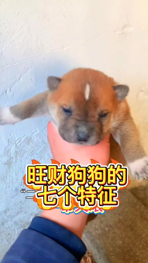 旺财表情包啥意思