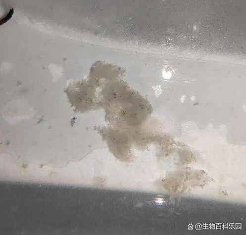 鱼缸内大量白色絮状物