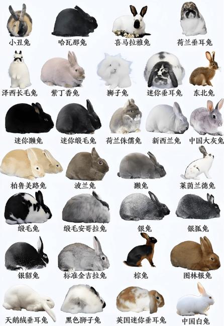 宠物兔品种截图