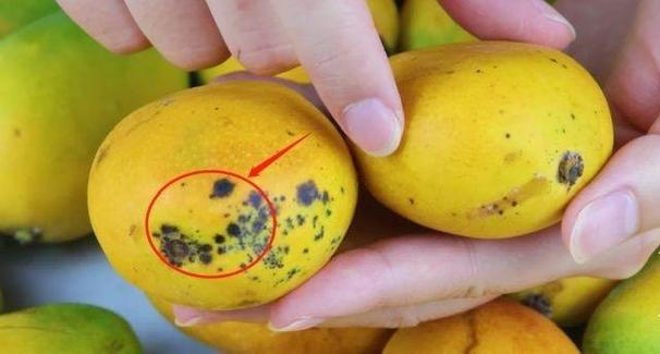 芒果为何要尽量少吃
