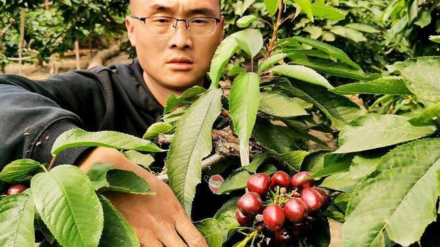 ssa樱桃树形