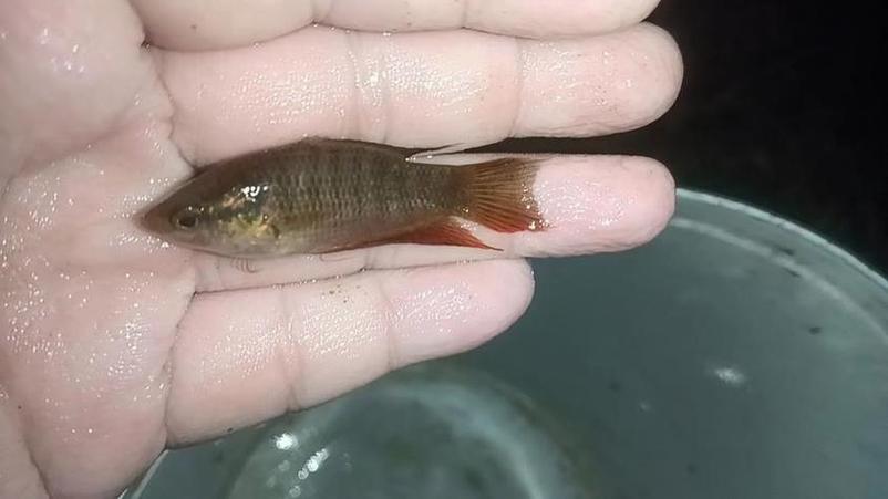 斗鱼忌讳三个属相