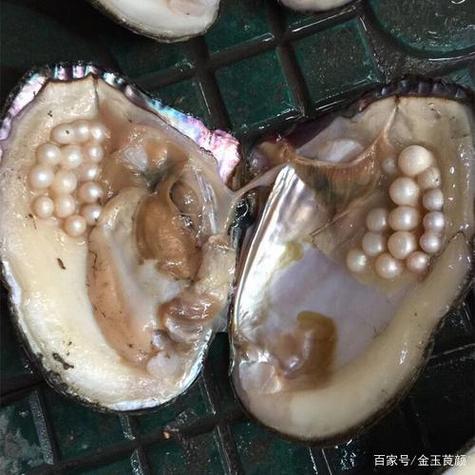 9颗世界最大珍珠