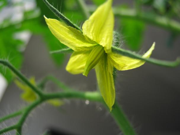 异花授粉