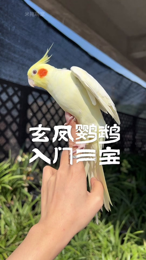 鹦鹉被打会记仇多久