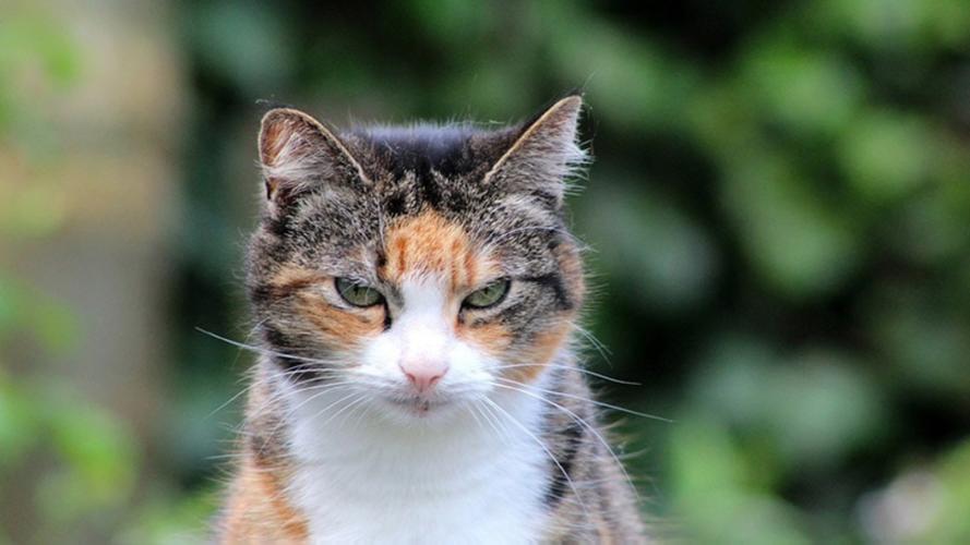 安卓萌猫不支持10版本