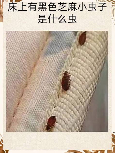 床虱虫图片