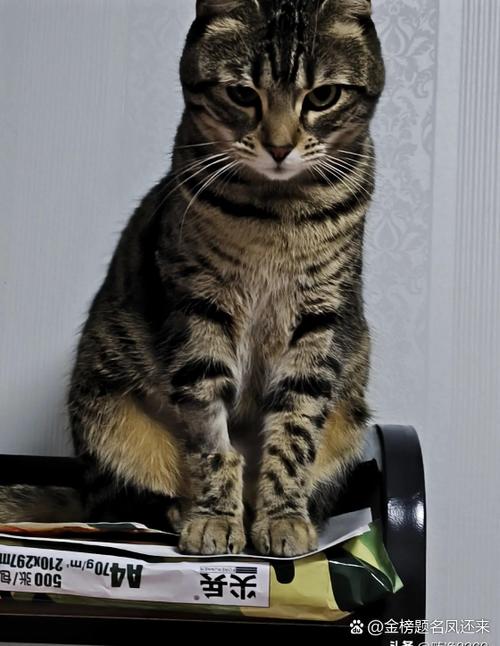 我家的猫