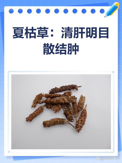 真假法半夏的鉴别