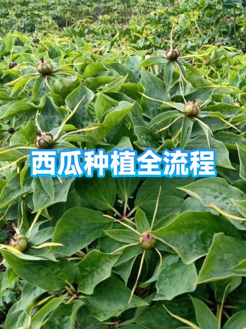 怎样种西瓜的视频教程