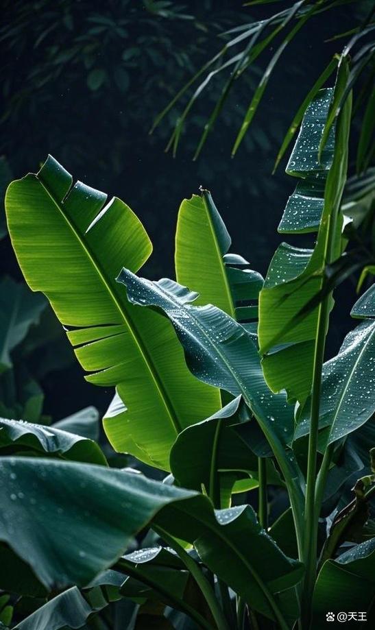 一株芭蕉树阅读答案