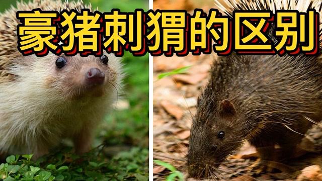 豪猪网上有看文章赚钱的吗