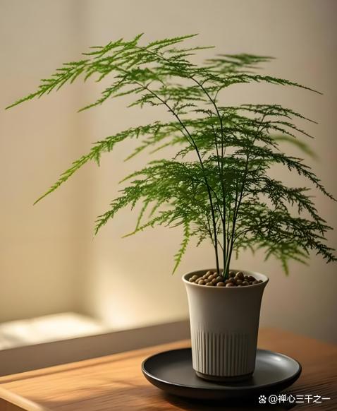 代表智慧的植物