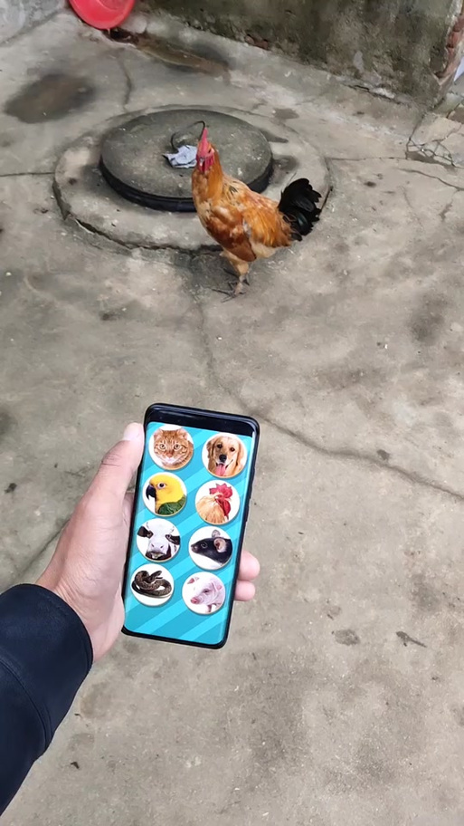 鸡语翻译机截图