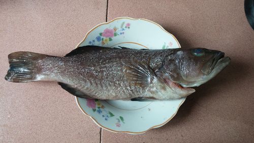 海鱼识别扫一扫缩略图