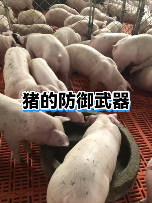 部落冲突野猪流打法