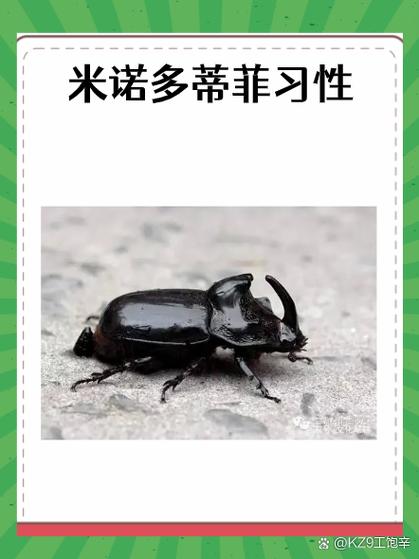 做活不点灯打一昆虫