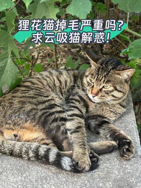 云吸猫网站