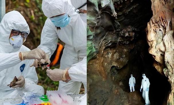 蝙蝠爬过的地方有病毒吗