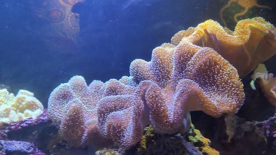 小型水族馆截图