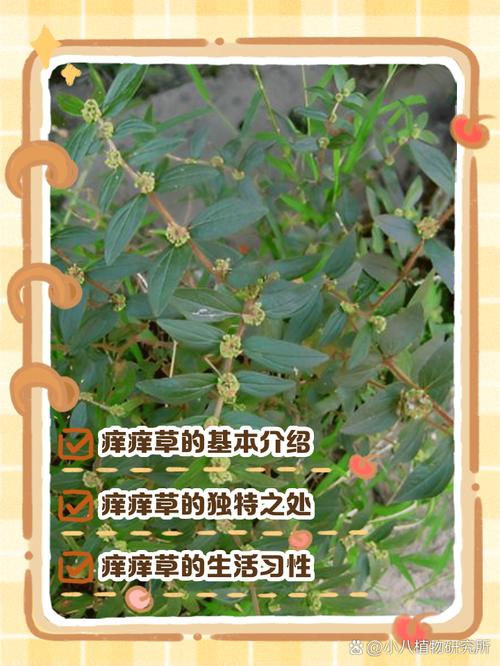 痒痒草图片植物图片