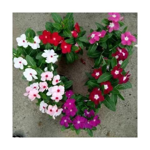 长春花花期多长时间
