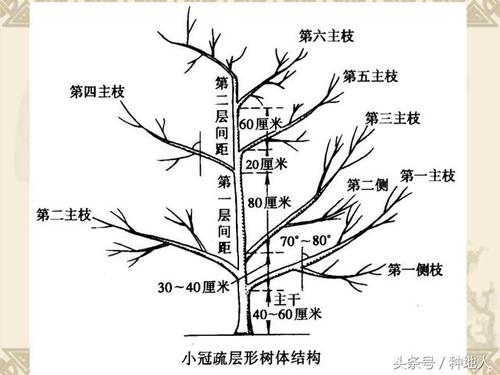 梨树修剪技术视频