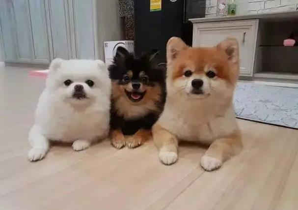 柴犬和什么狗配种好看缩略图