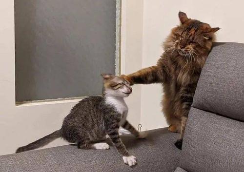大猫欺负小猫要阻止吗图标