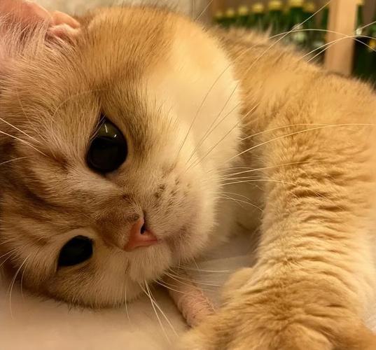 玄猫最旺的三个属相