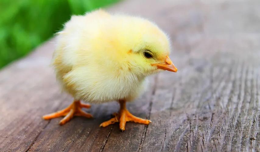 chicken做小鸡可数吗截图