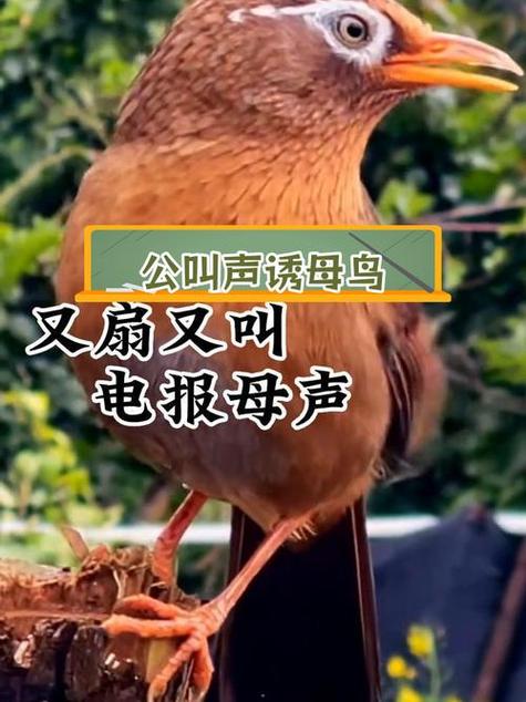 公画眉大叫30分截图