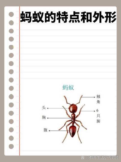 蚂蚁的十大优点