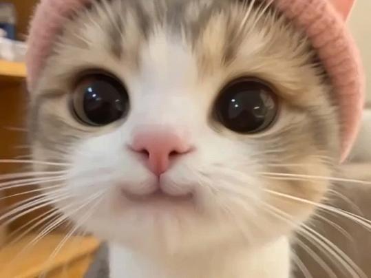 小猫大眼睛表情包截图