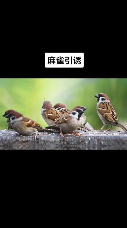 麻雀引诱鸟叫缩略图