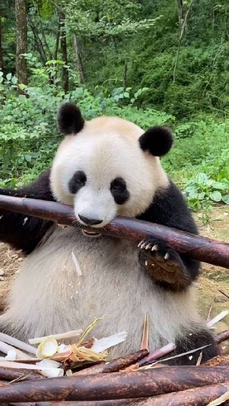 熊猫吃竹笋的视频