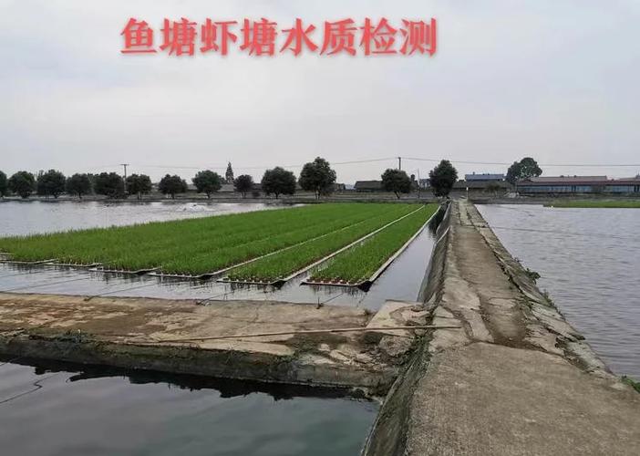 如何让鱼塘水变清截图