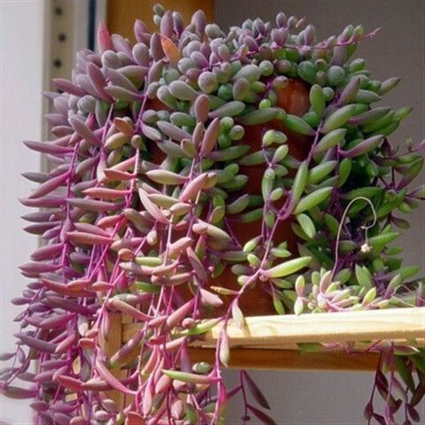 吊兰开花的6个预兆