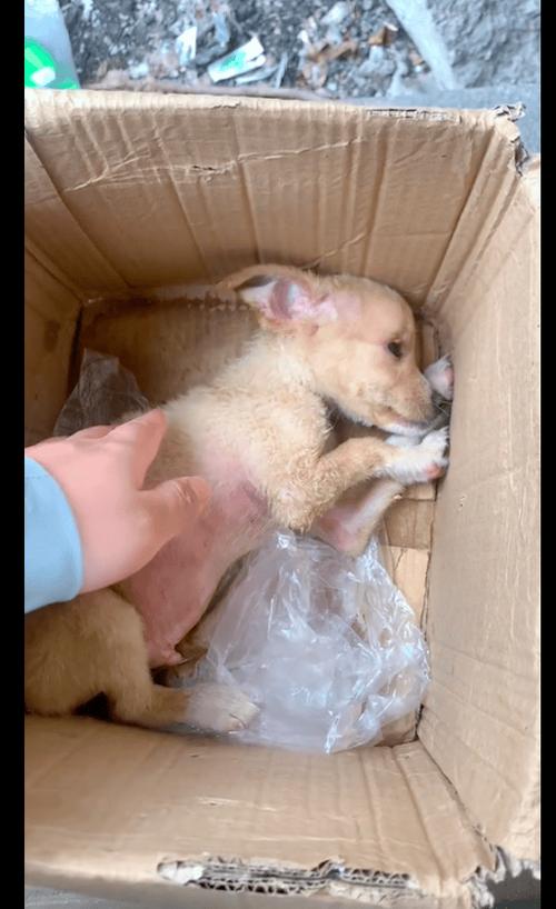 狗会被淹死吗图标