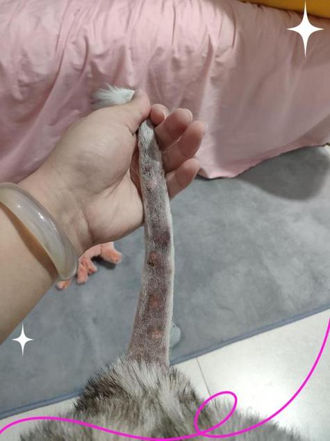 猫休克了能缓过来嘛