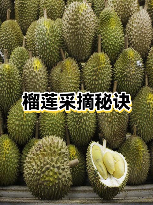 如何加速榴莲快速成熟