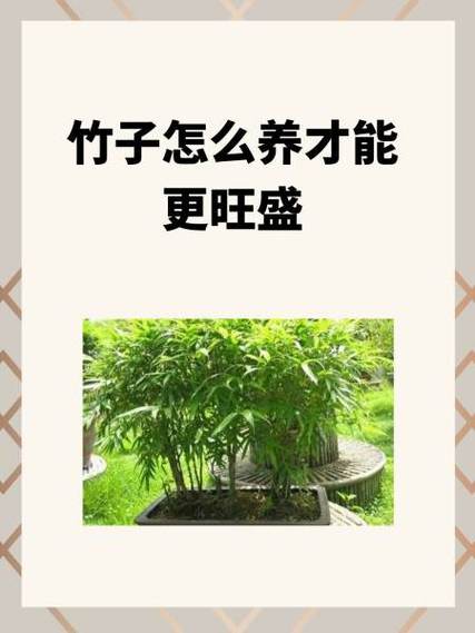 竹子怎么养才能更旺盛