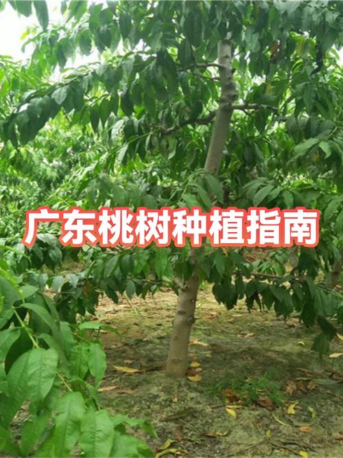 种桃树的步骤缩略图
