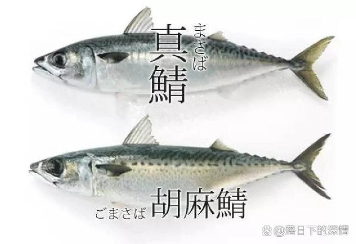 vc喵青花鱼鱼