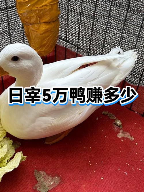 卖鸭货一月能挣多少钱图标