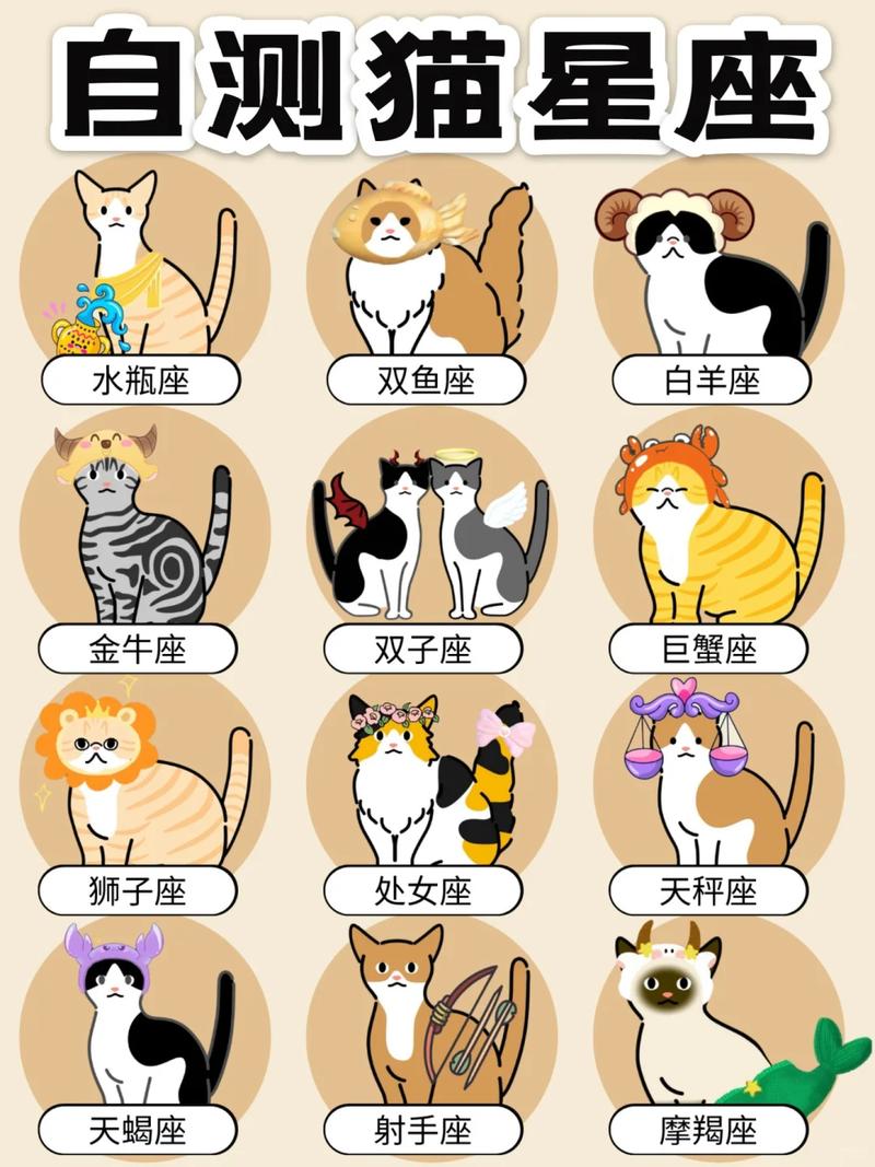 求图占星猫图标