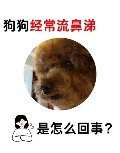 狗狗有鼻涕怎么回事图标