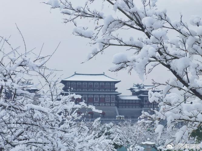 蔡小鹤洛阳下雪版本