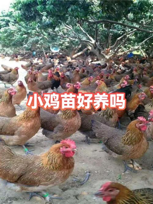 鸡怕冷吗晚上能露天过夜吗截图