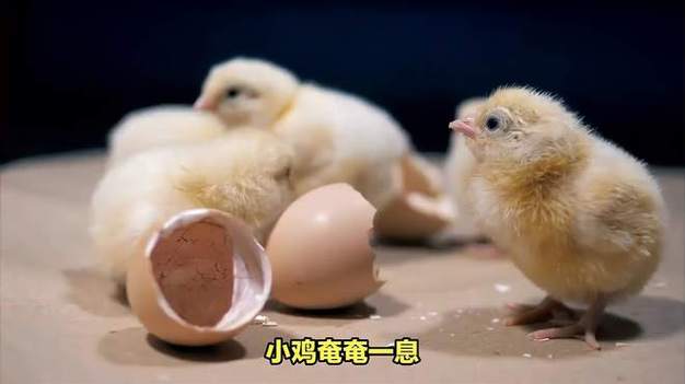 小鸡奄奄一息怎么救活截图